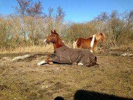 Anden særlig race Red Alert "Basse" - 2012 billede 20