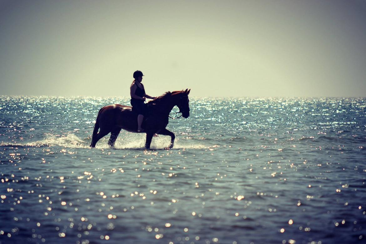 Anden særlig race Red Alert "Basse" - 2013 billede 13