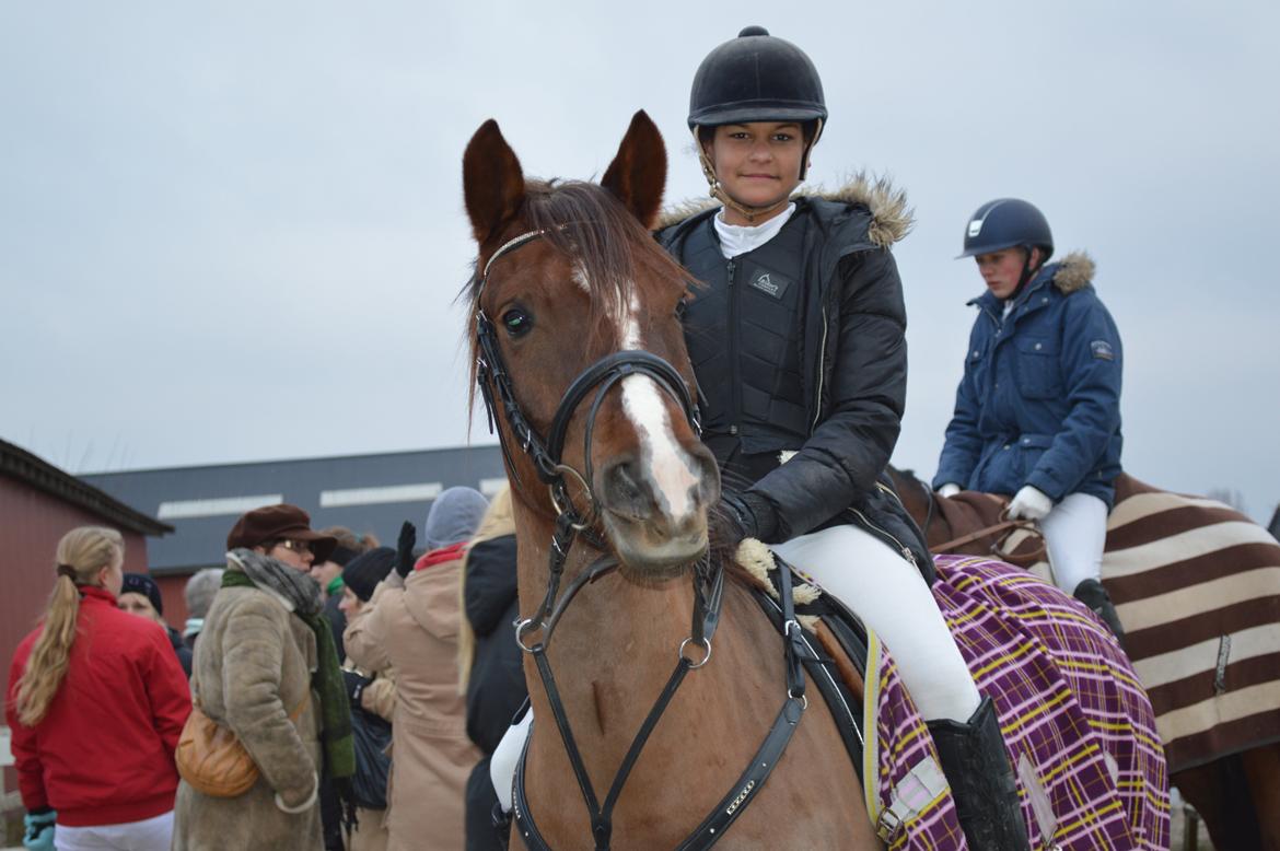 DSP Firhøjs Papillon billede 6