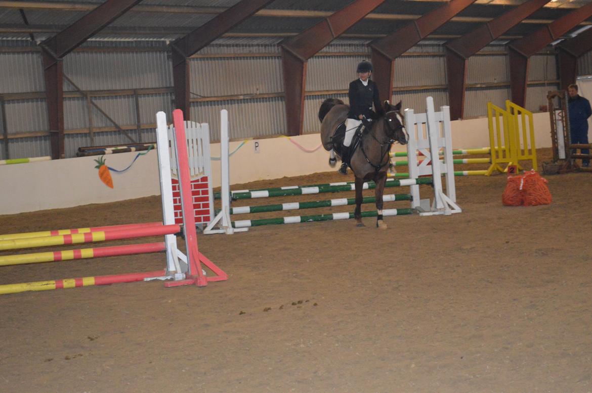 DSP Firhøjs Papillon billede 7