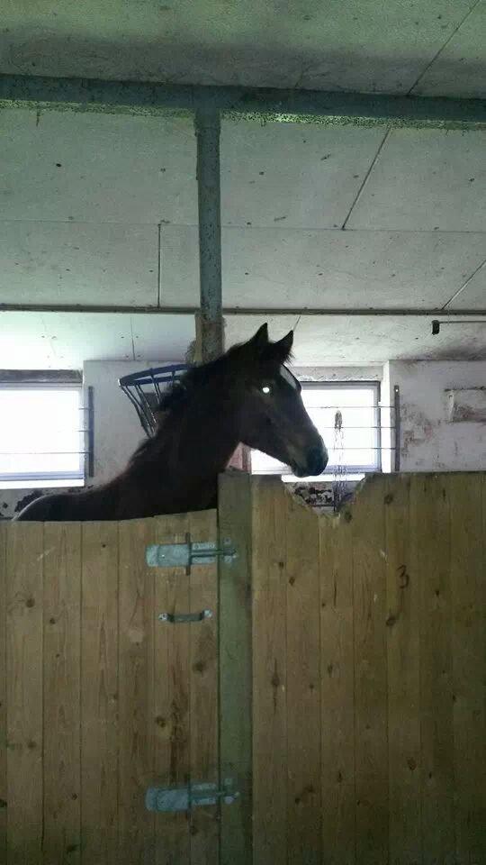 Anden særlig race Spyro billede 14