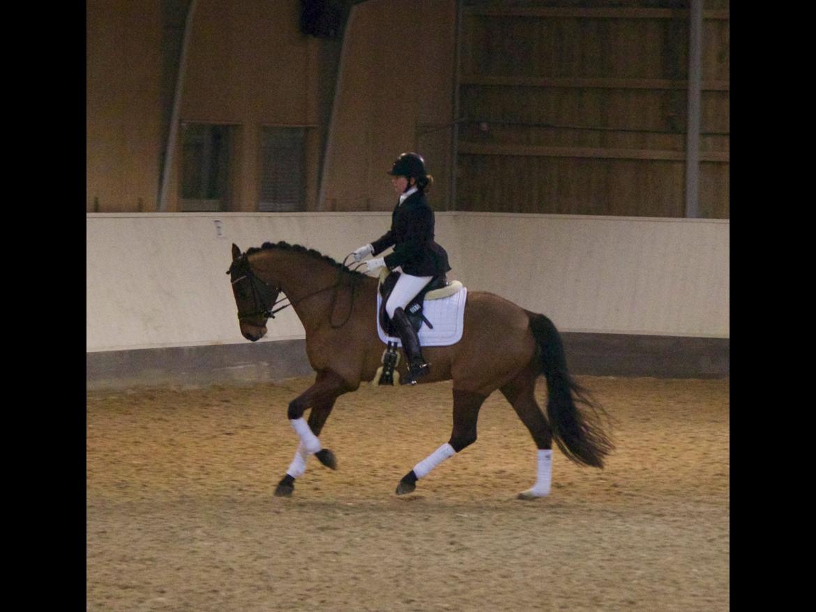 Dansk Varmblod Lukas Stensvang billede 26