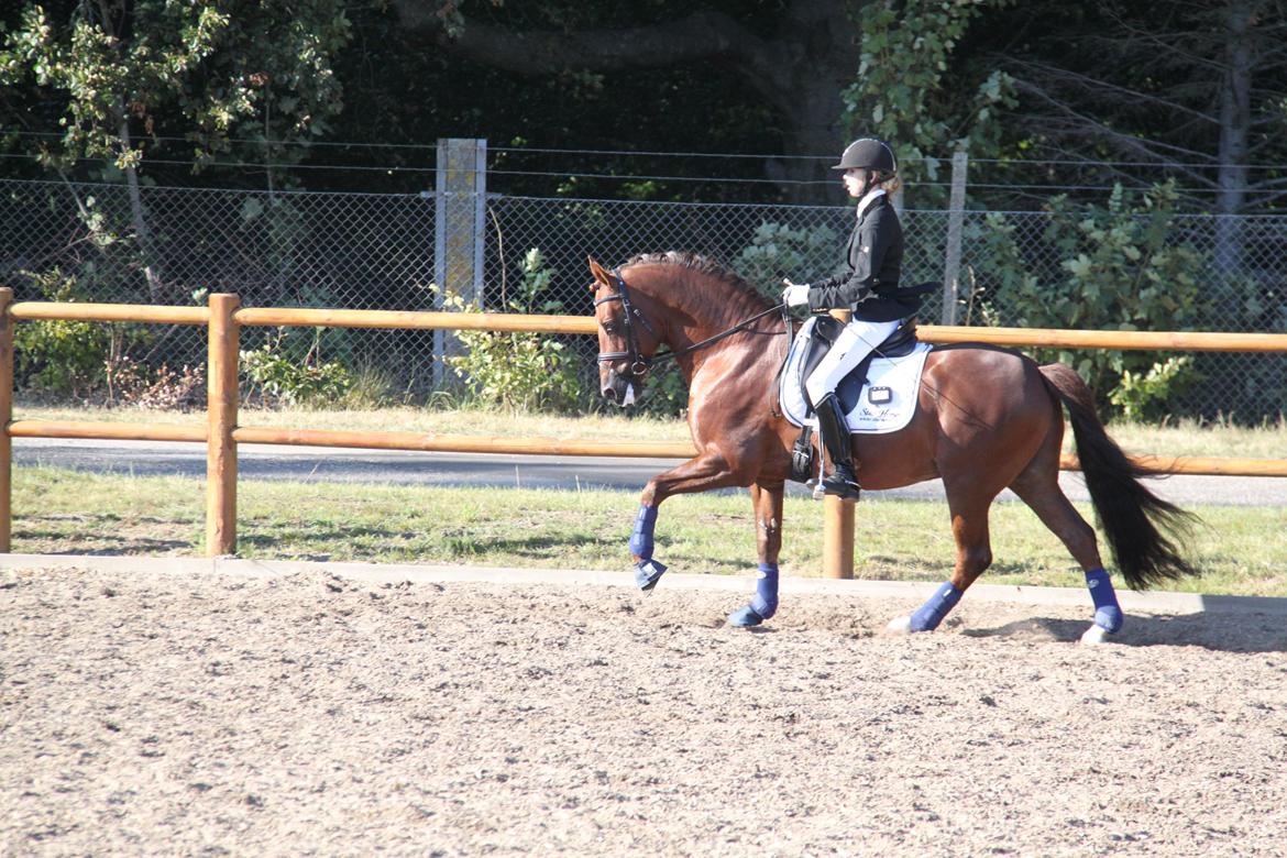 Tysk Sportspony Holsteins Wellness A-pony billede 6