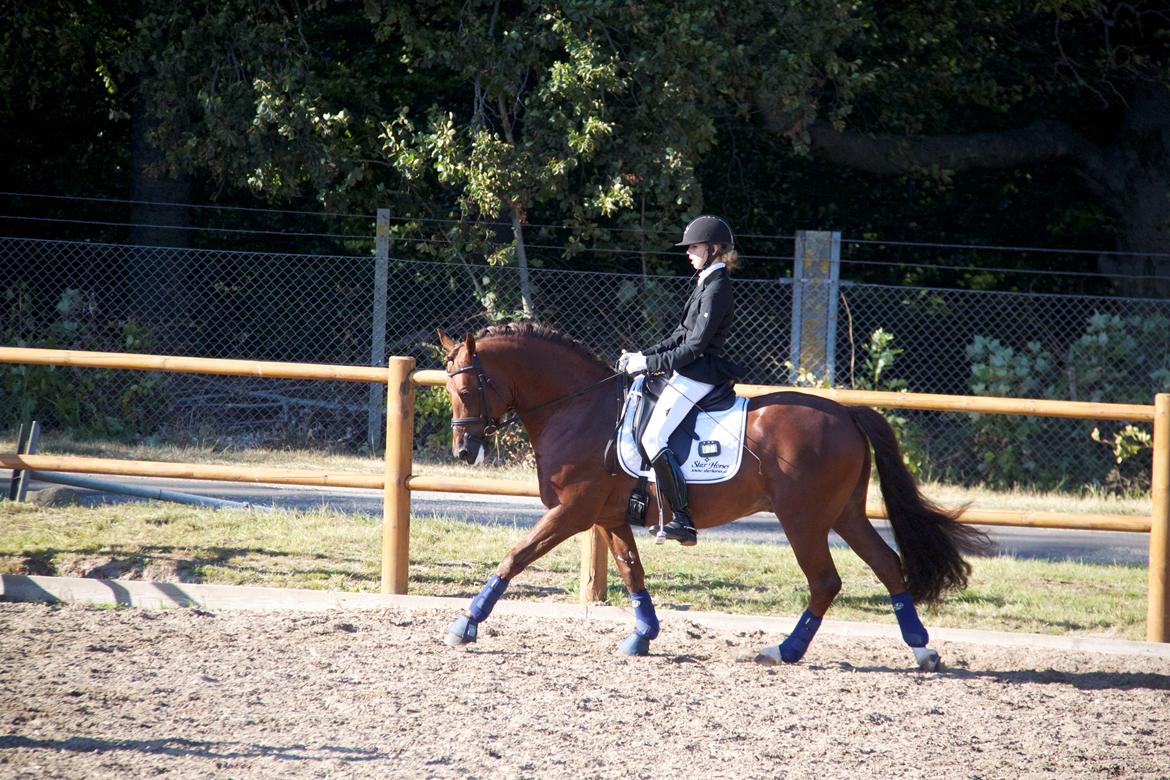 Tysk Sportspony Holsteins Wellness A-pony billede 7