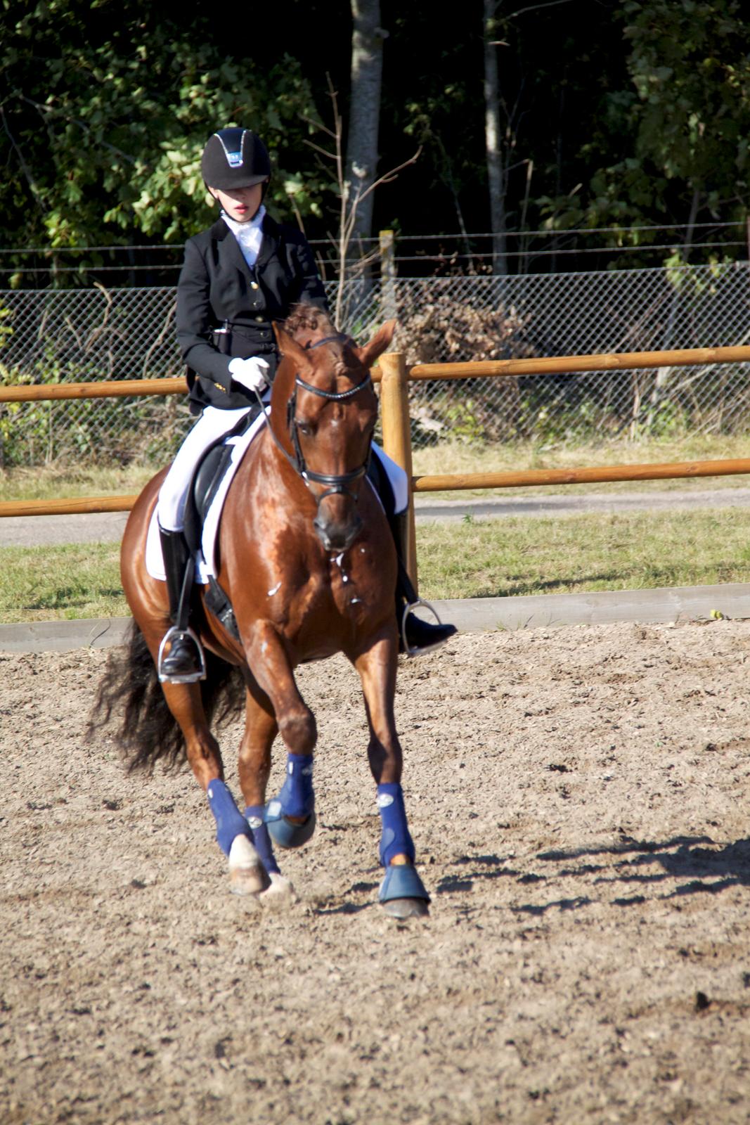 Tysk Sportspony Holsteins Wellness A-pony billede 10