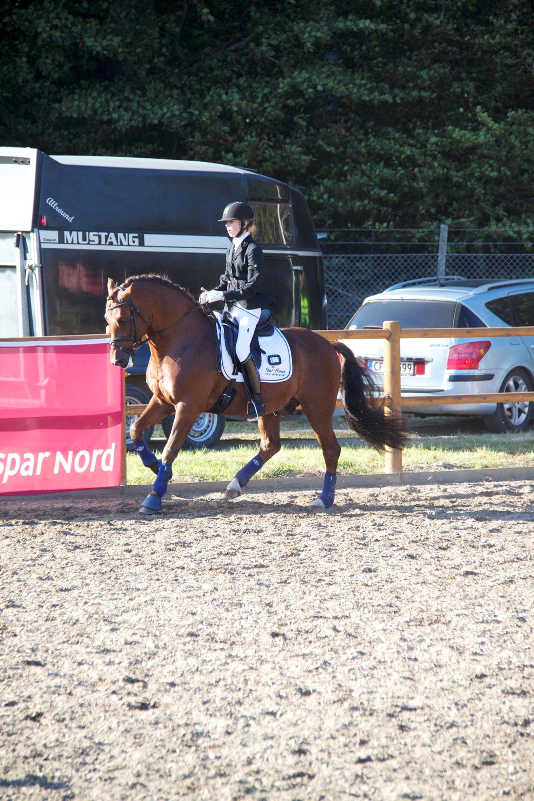 Tysk Sportspony Holsteins Wellness A-pony billede 9