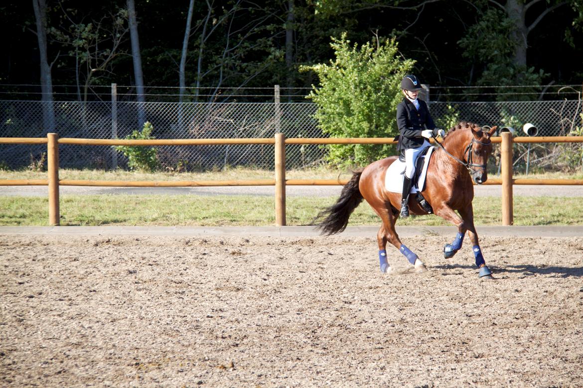 Tysk Sportspony Holsteins Wellness A-pony billede 11