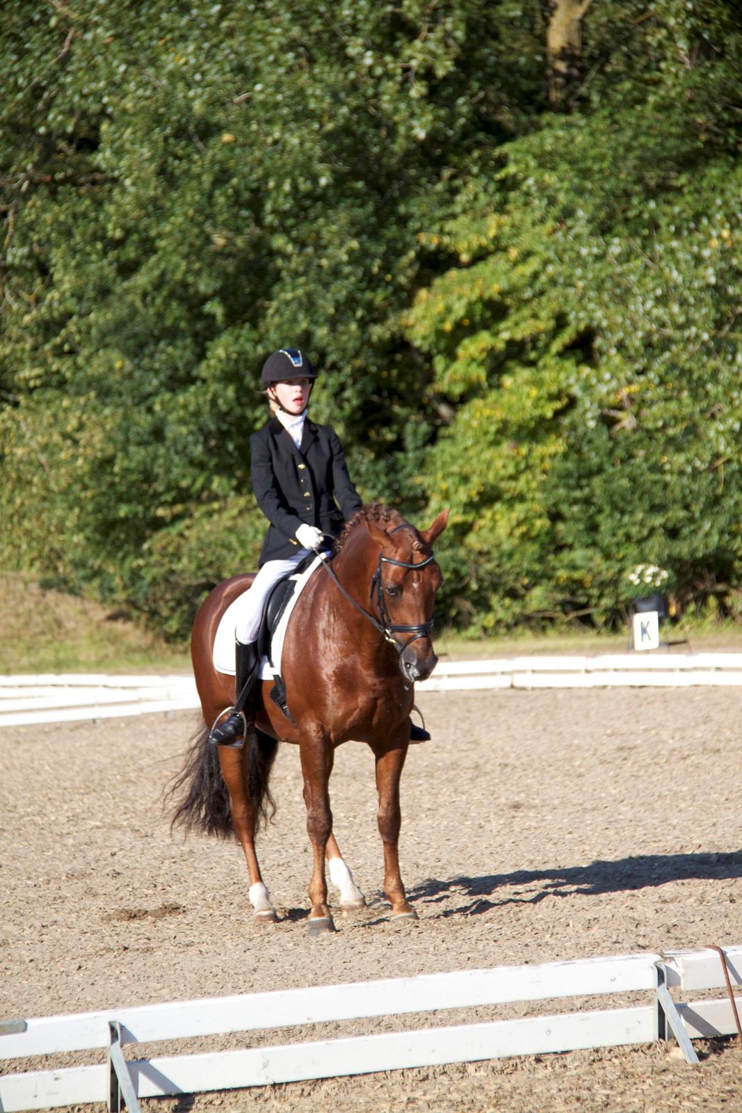 Tysk Sportspony Holsteins Wellness A-pony billede 12