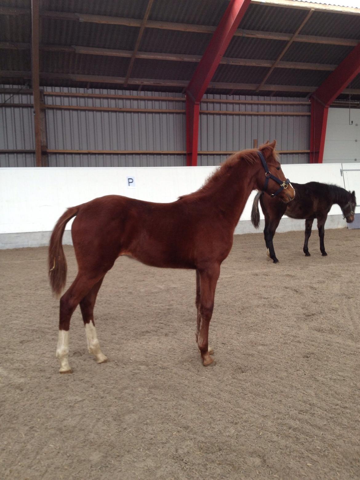 Dansk Varmblod Zander Stensvang billede 28