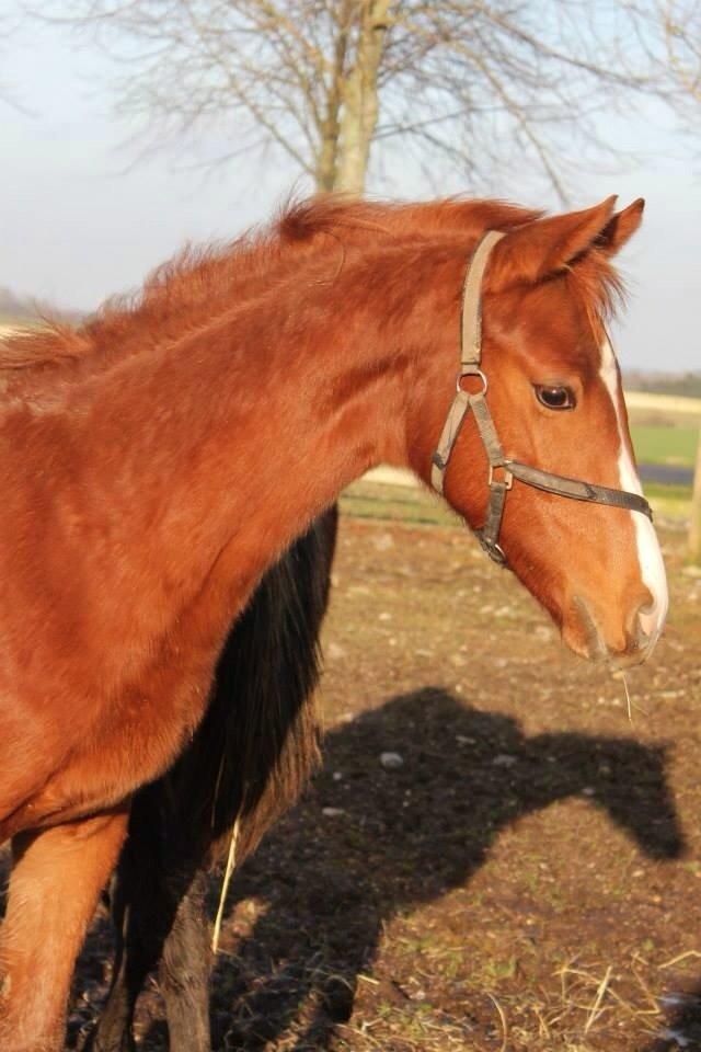 Dansk Varmblod Zander Stensvang billede 29