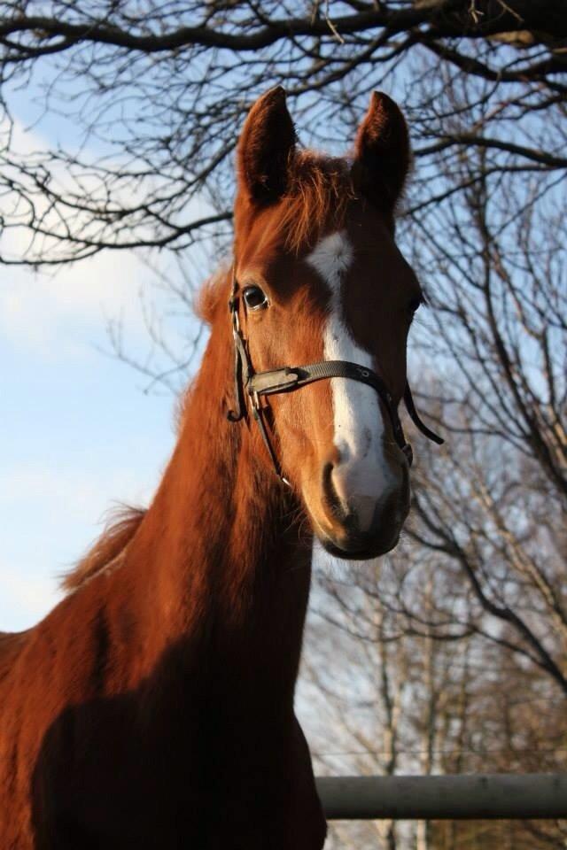 Dansk Varmblod Zander Stensvang billede 30