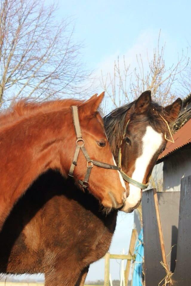 Dansk Varmblod Zander Stensvang billede 31