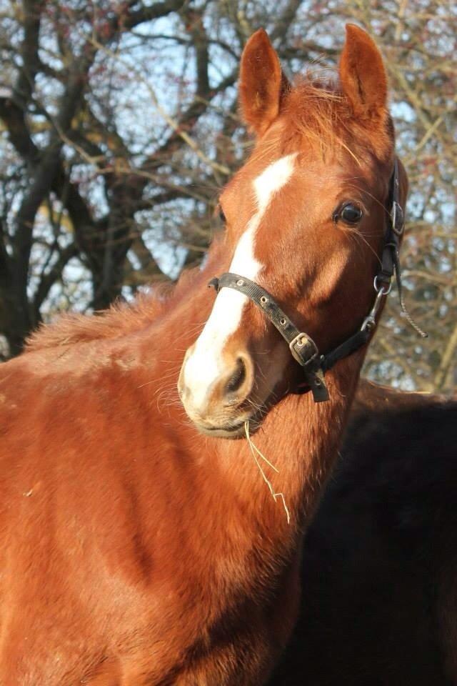 Dansk Varmblod Zander Stensvang billede 32