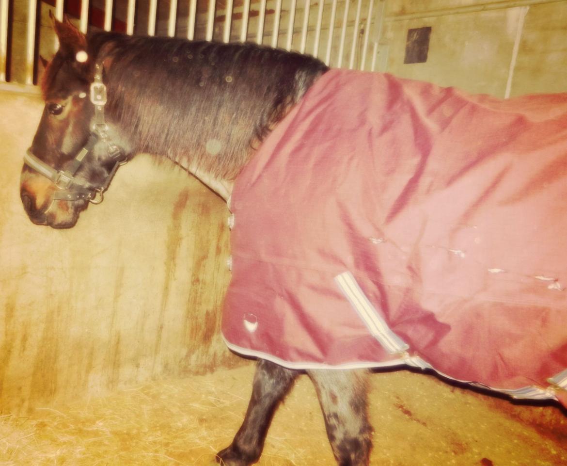 Anden særlig race Skonhøjs Mondi | Savnet så forfærdelig meget! :'(  - Mondi i sin boks :)  billede 3