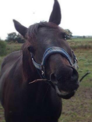 Anden særlig race Skonhøjs Mondi | Savnet så forfærdelig meget! :'(  - Skøre hest :P billede 6