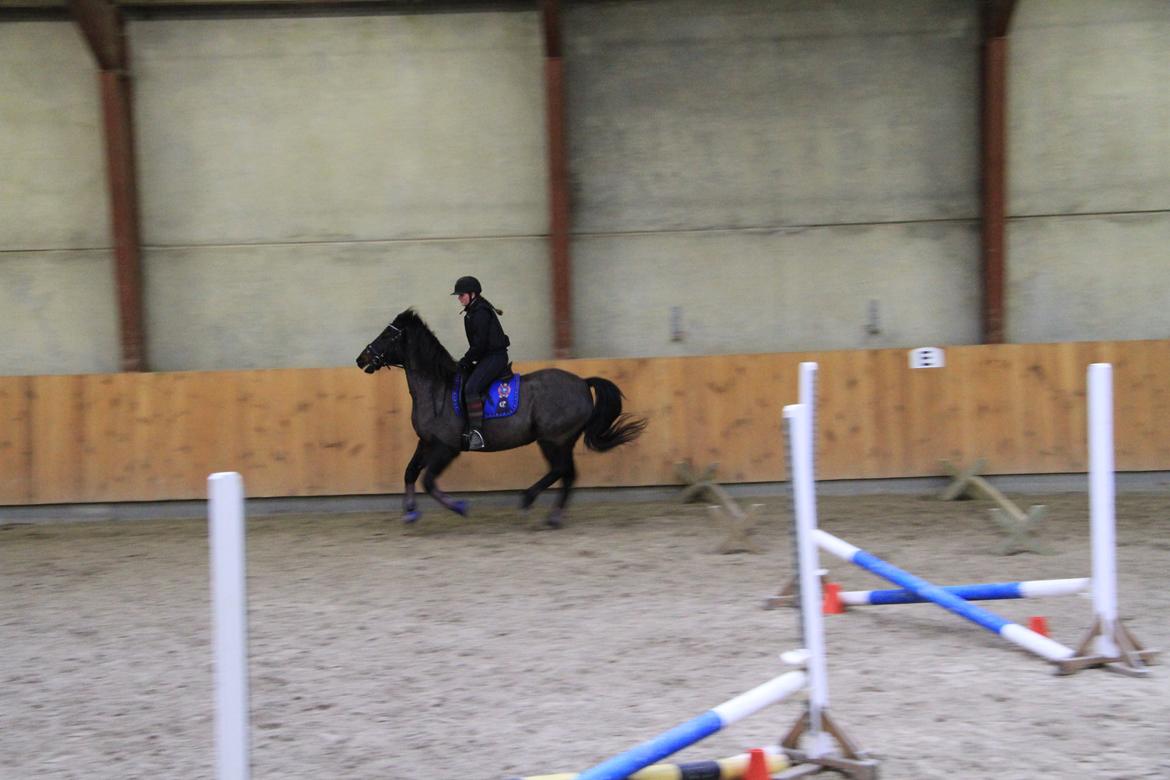 Anden særlig race Skonhøjs Mondi | Savnet så forfærdelig meget! :'(  - Mondi og jeg der galopere :) billede 7