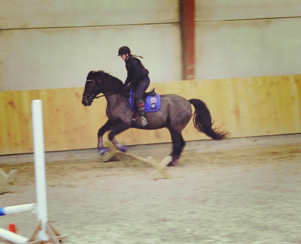 Anden særlig race Skonhøjs Mondi | Savnet så forfærdelig meget! :'(  - Mondi og jeg der springer bom. billede 9