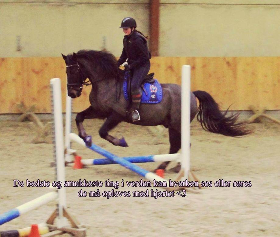 Anden særlig race Skonhøjs Mondi | Savnet så forfærdelig meget! :'(  - De bedste og smukkeste ting i verden kan hverken ses eller røres, de må opleves med hjertet <3 billede 13