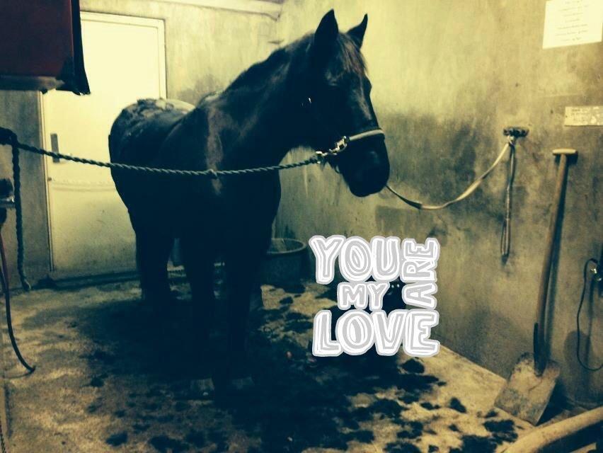 Anden særlig race Skonhøjs Mondi | Savnet så forfærdelig meget! :'(  - Mondi der lige er blevet klippet :) billede 11