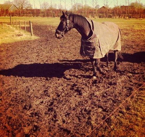 Anden særlig race Skonhøjs Mondi | Savnet så forfærdelig meget! :'(  - Mondi da han stod på ESK :D billede 10