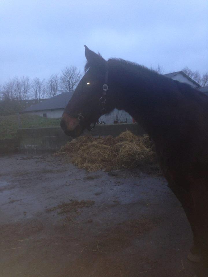 Oldenborg Lotte Søndergård<3 billede 3