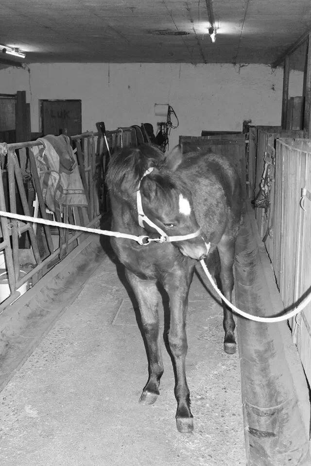 Anden særlig race Spyro billede 15