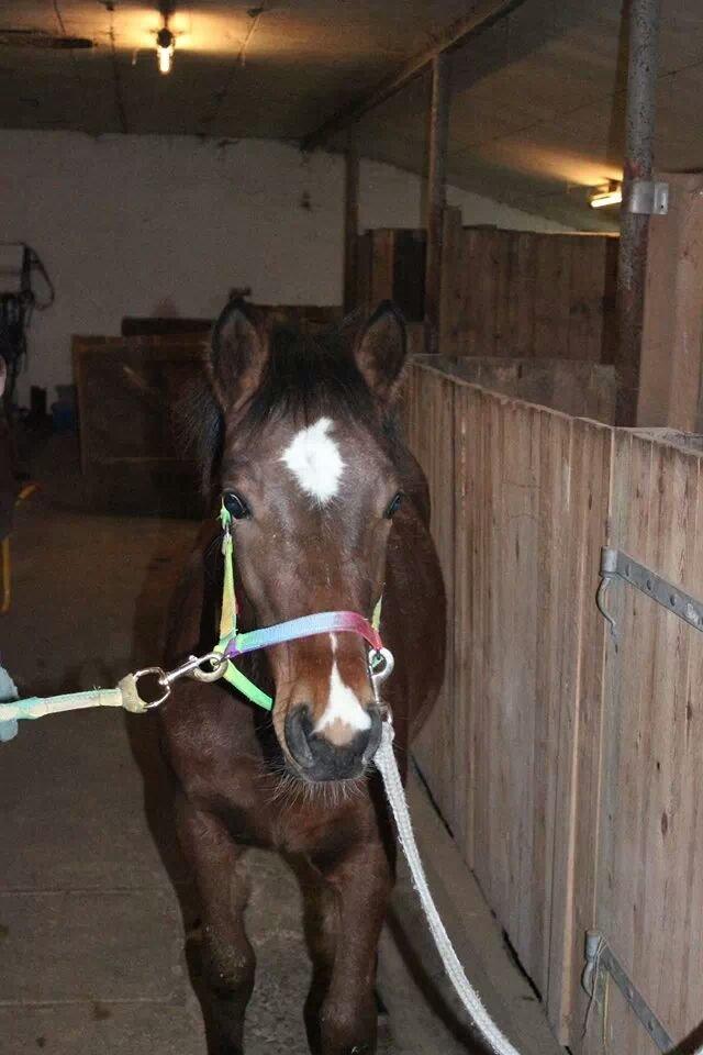 Anden særlig race Spyro billede 16