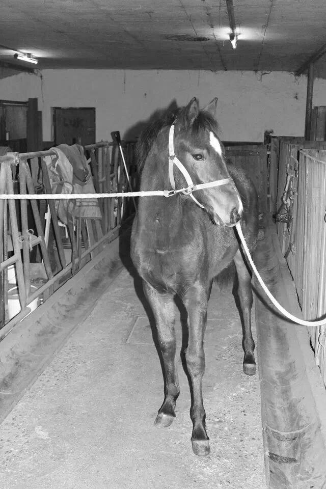 Anden særlig race Spyro billede 17