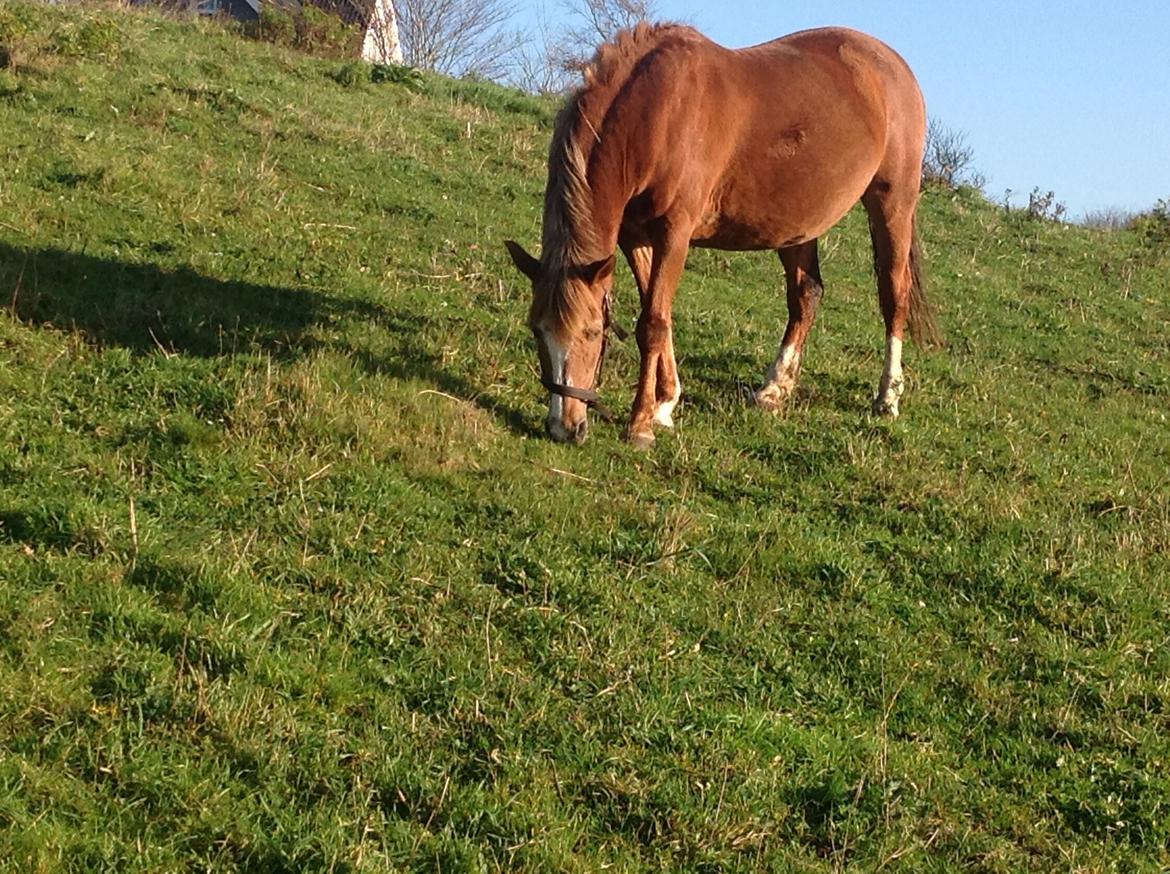 Anden særlig race  Sus R.I.P billede 12