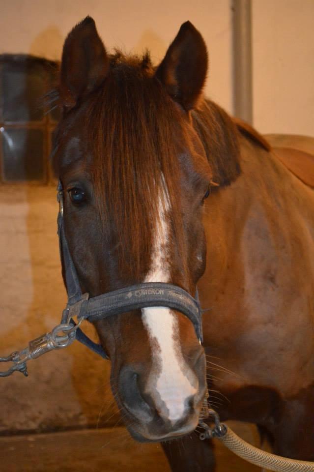 DSP Firhøjs Papillon - Smukke Papi! <3 billede 8