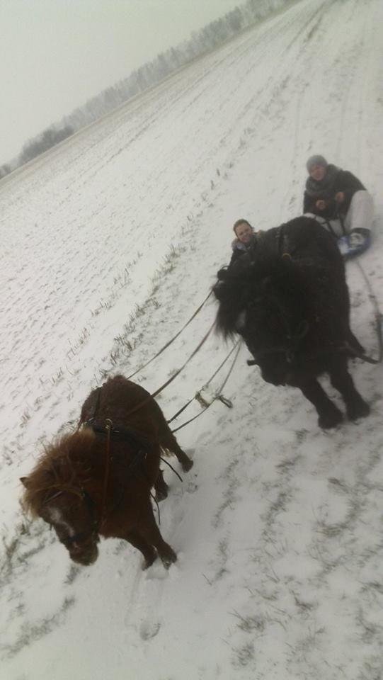 Shetlænder Totte billede 17