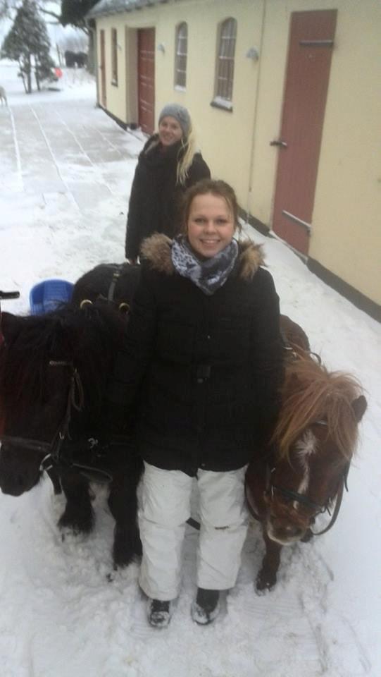 Shetlænder Totte billede 27