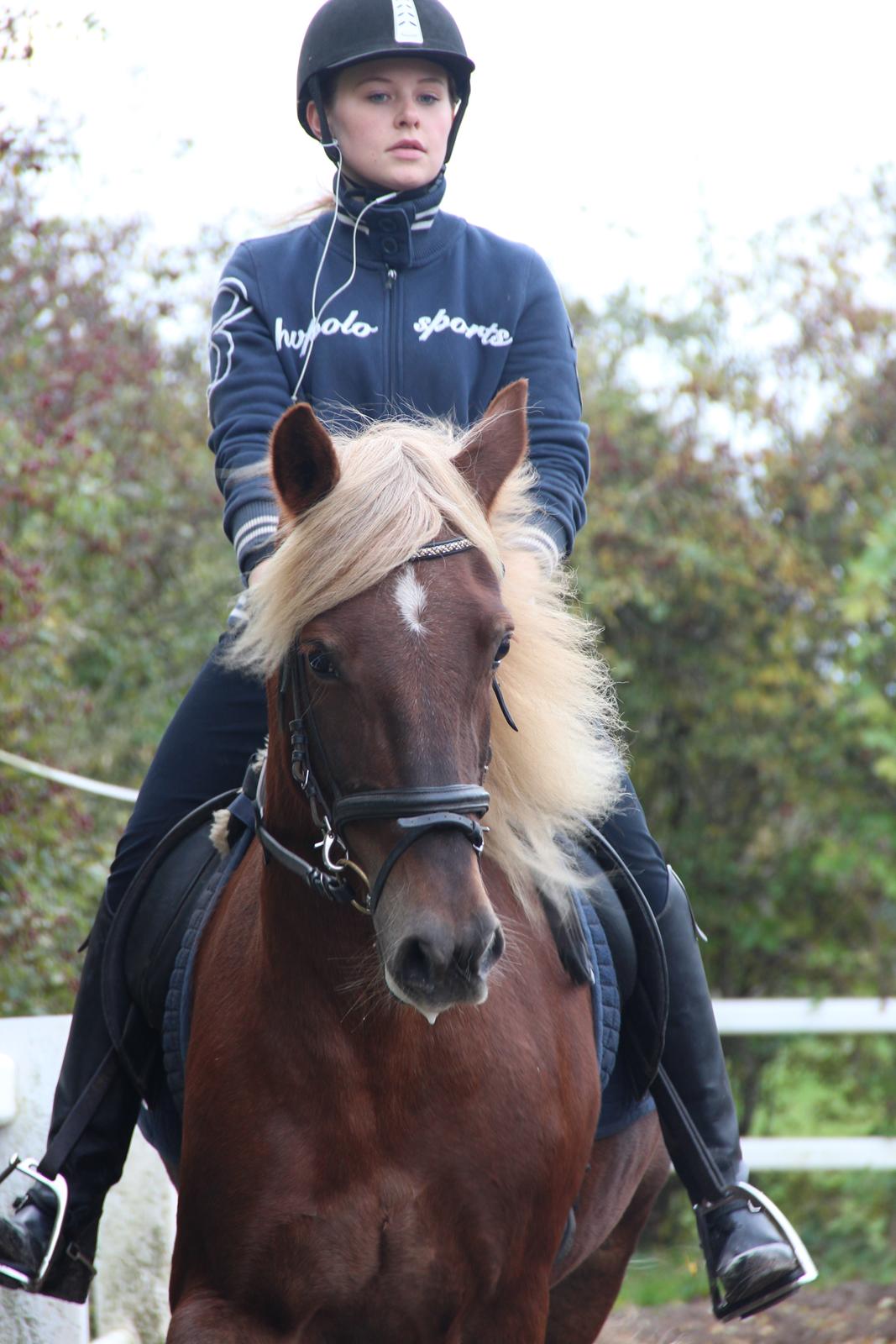 Welsh Cob (sec D) Midtnight billede 13