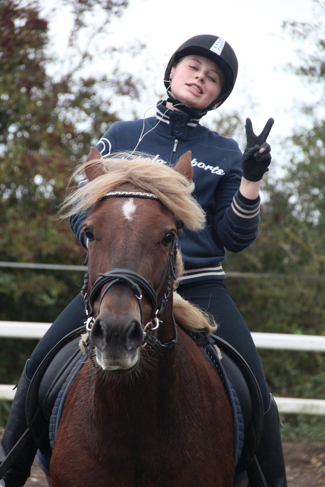 Welsh Cob (sec D) Midtnight billede 14