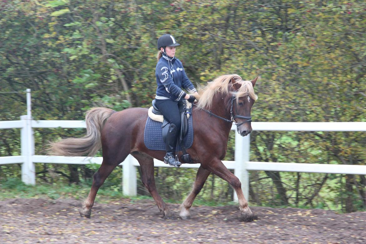 Welsh Cob (sec D) Midtnight billede 1