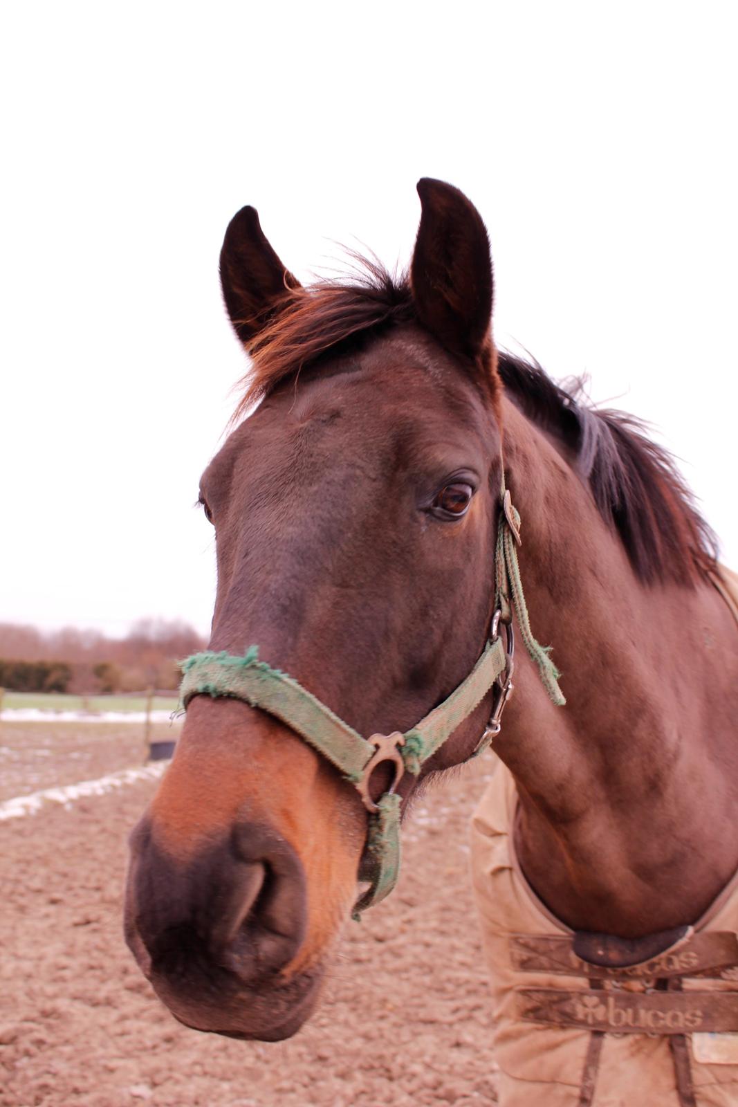 Fuldblod (XX) Timo billede 12