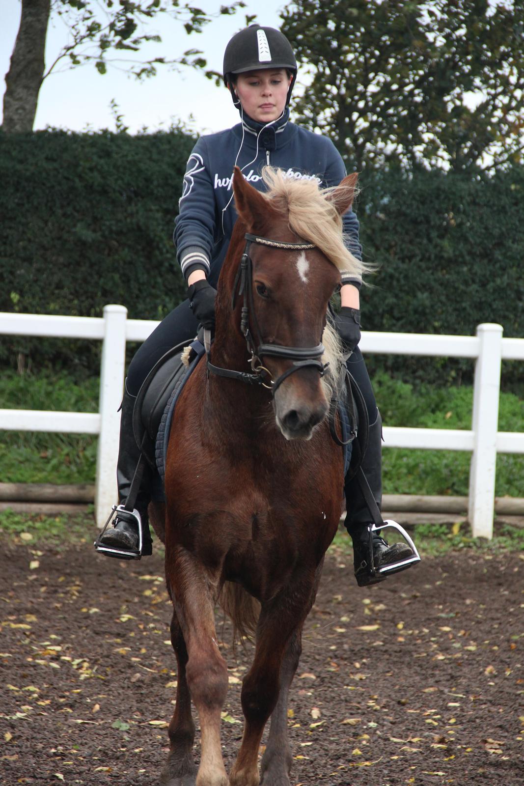 Welsh Cob (sec D) Midtnight billede 16