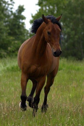 Anden særlig race Cosmo billede 1