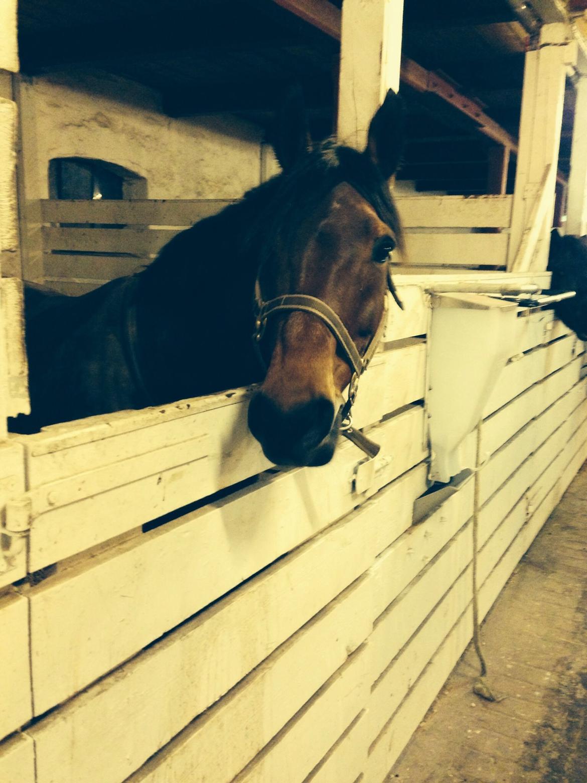 Anden særlig race Cosmo billede 3