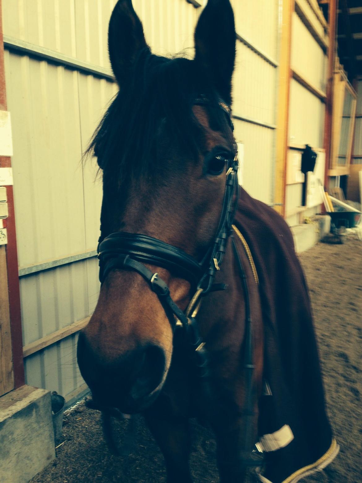 Anden særlig race Cosmo billede 4