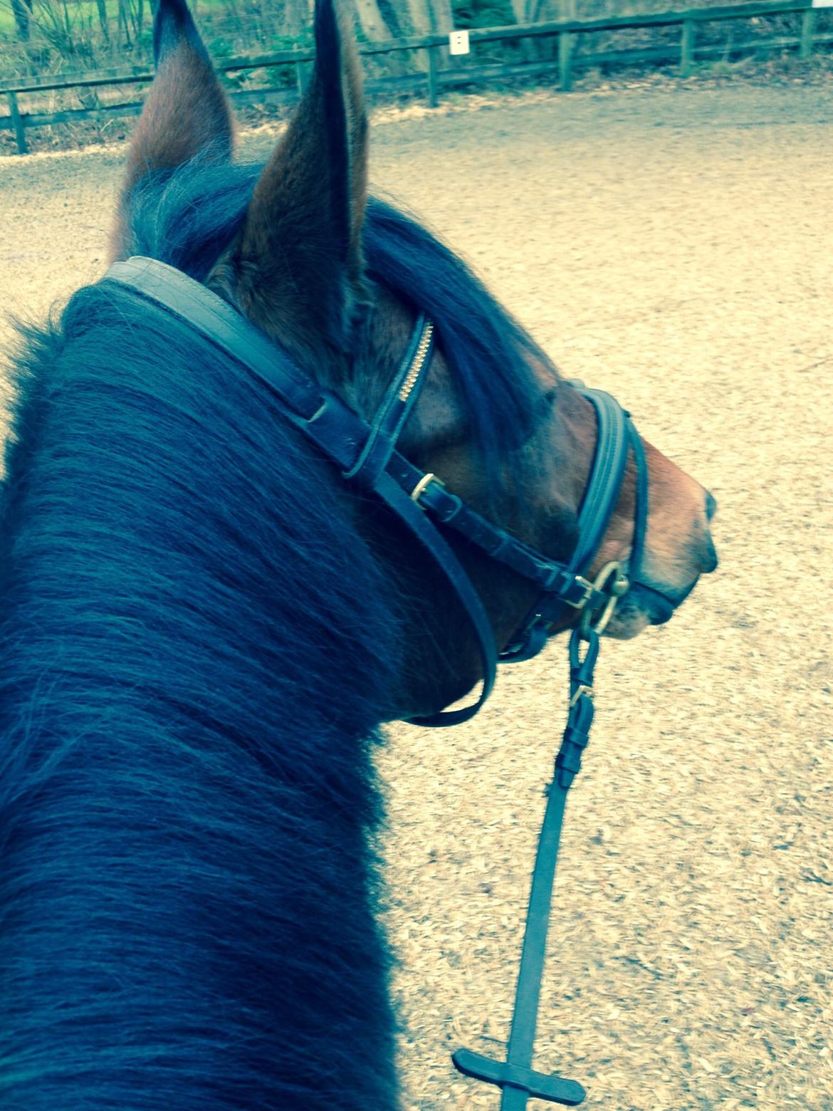 Anden særlig race Cosmo billede 5