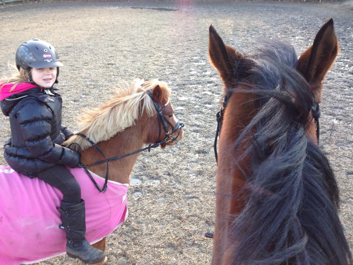 Anden særlig race Cosmo billede 9