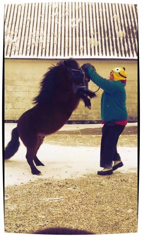 Anden særlig race Jolly Jumper billede 9