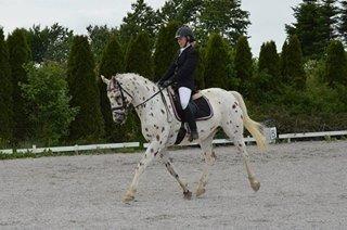 Knabstrupper Xanto (Solgt) billede 22