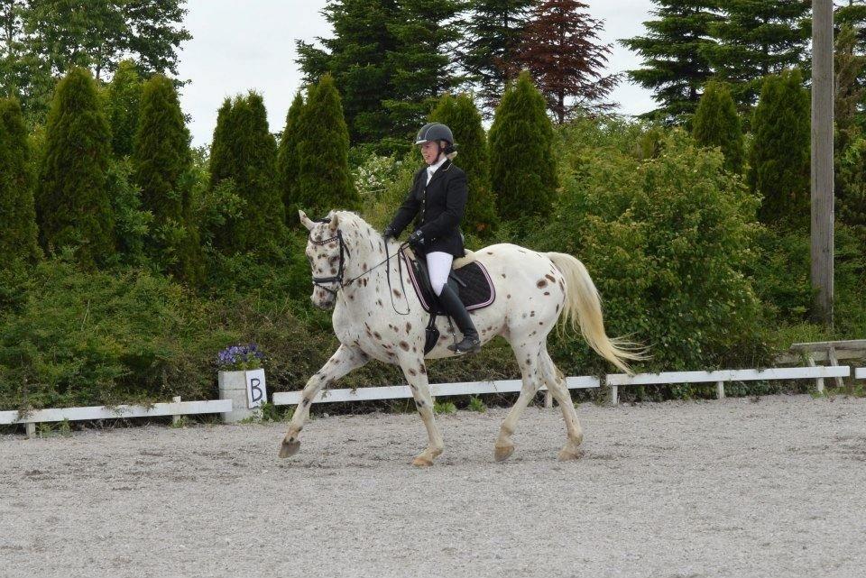 Knabstrupper Xanto (Solgt) billede 24