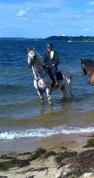 Knabstrupper Xanto (Solgt) billede 25