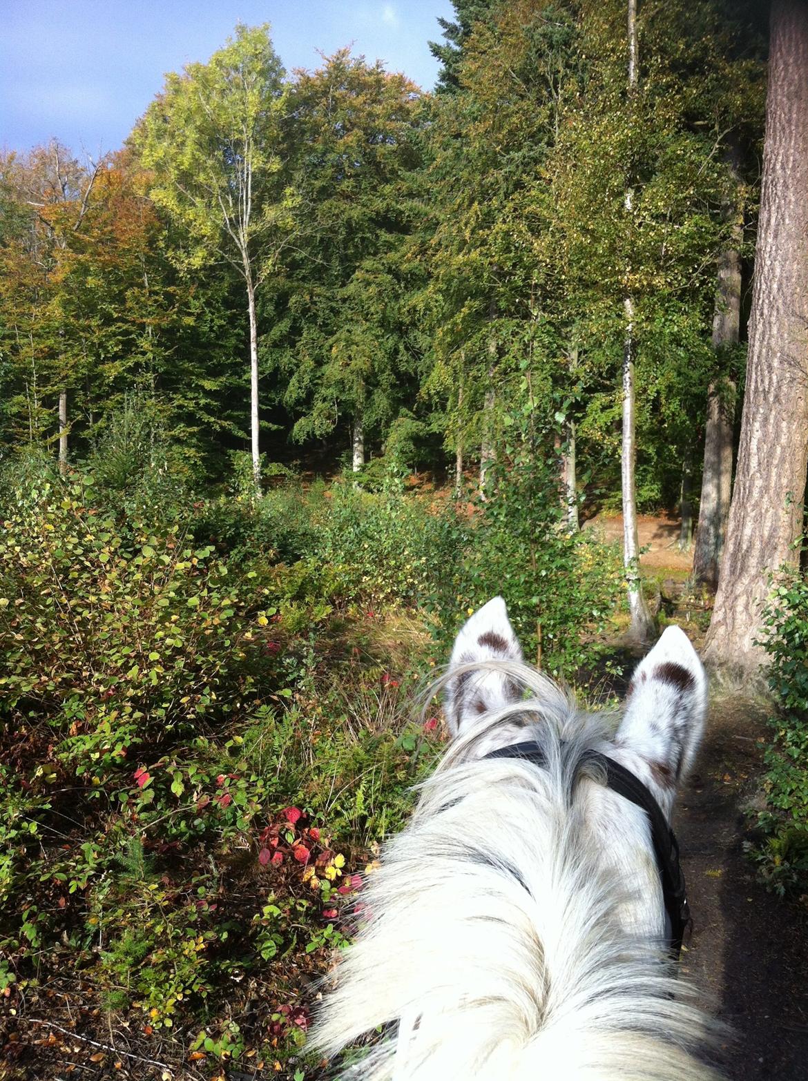 Knabstrupper Xanto (Solgt) billede 26