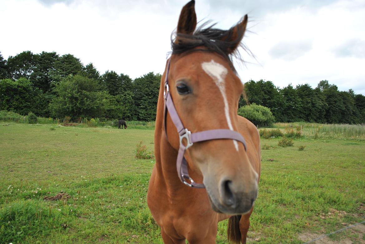 DSP Birkemøllens dea billede 12