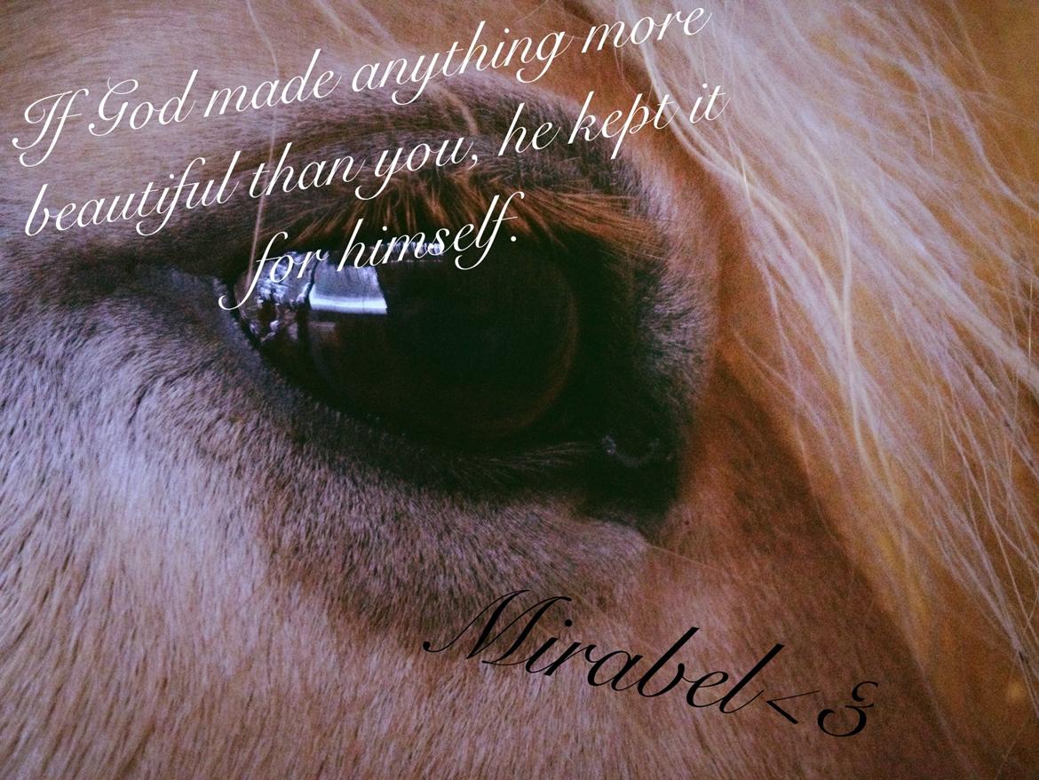 Fjordhest Vængets Mirabel - LOVE YOU!<3 billede 25