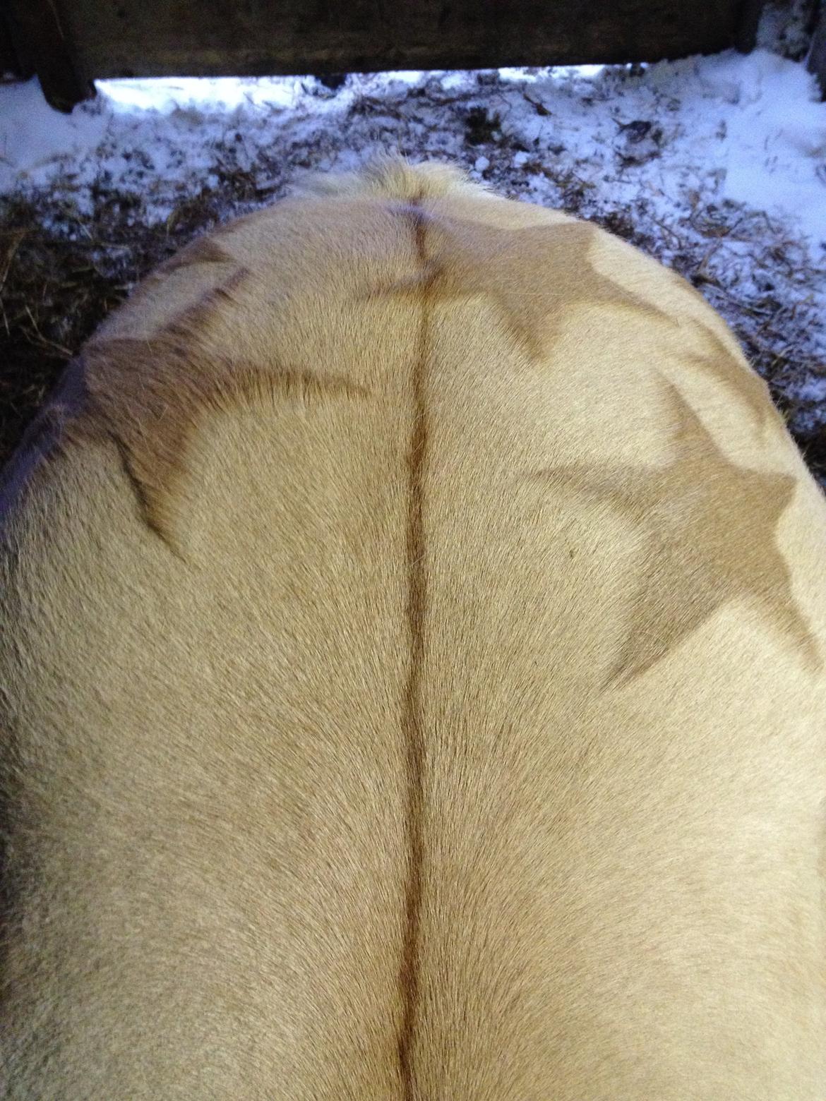 Fjordhest Vængets Mirabel - STJERNE-NUMSE!<3 billede 26